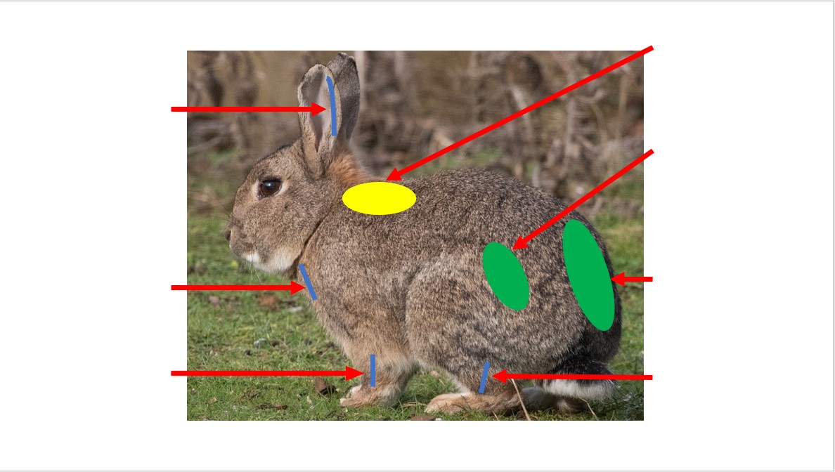 Rabbit Injection Sites