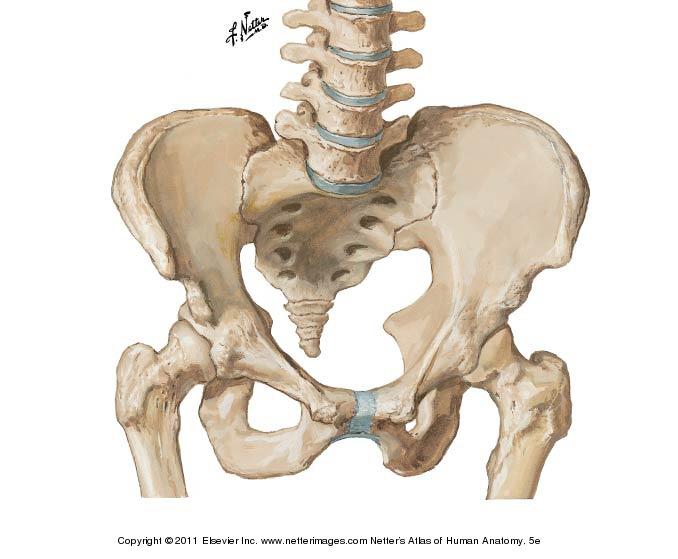 ANAT20002 Human Anatomy